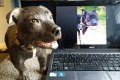 Tia the Staffy