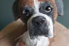 Angus Boxer Dog