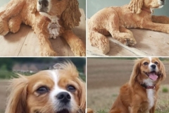 King-charles-commission