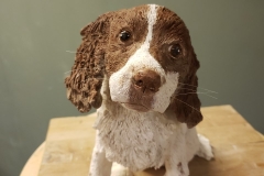Spaniel-called-Meg