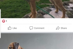 luna-border-terrier