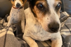 parsons-terrier