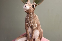 Green-ears-star-gazer