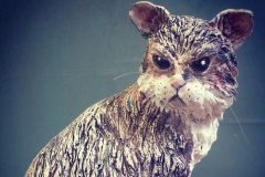 Grumpy Cat