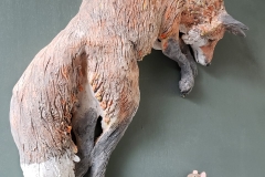 Jumping-fox-and-mouse