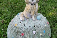 Labradoodle-dog