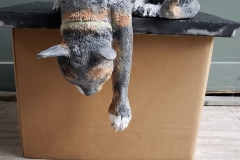 cat-toy-mouse