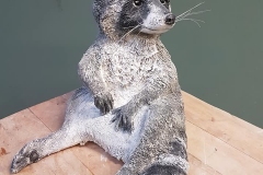 racoon-large