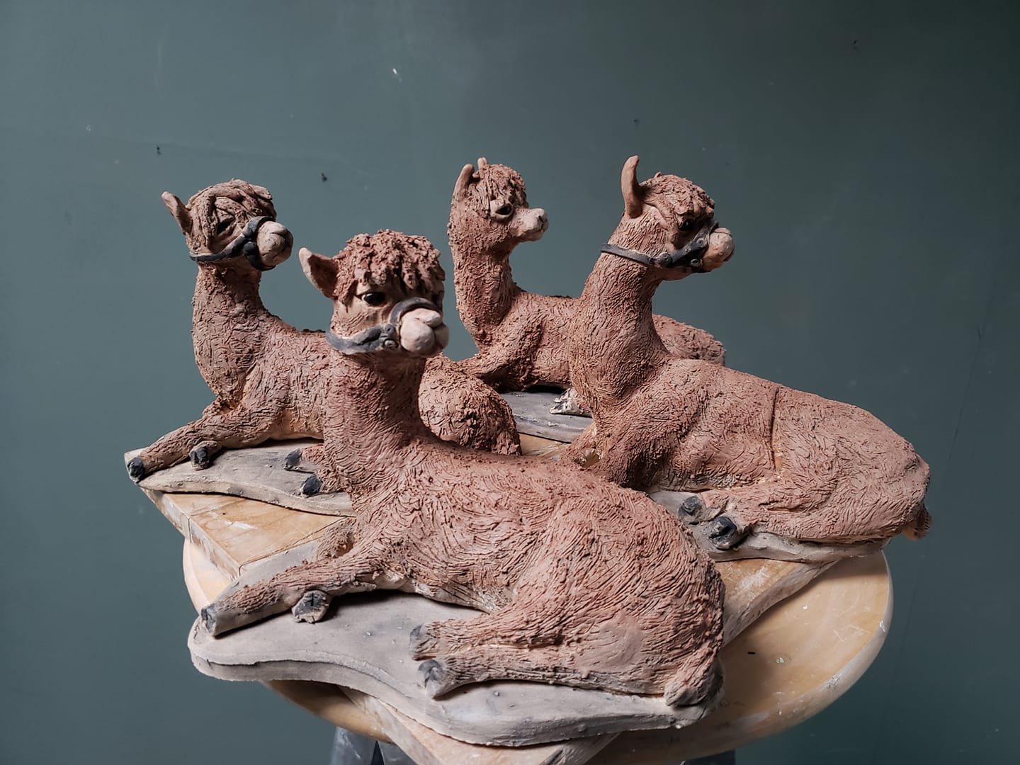 Alpacas on 19th Feb 2023 at A Touch of Craft in WakeField